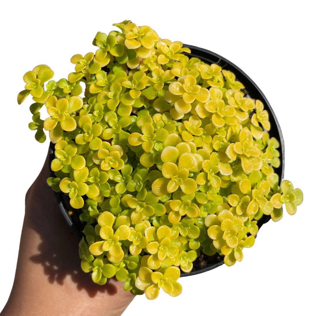 Sedum Makinoi 'Ogon' - Fickle Prickles - Wera Plants
