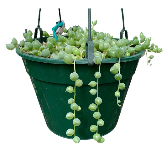 Senecio Rowleyanus 'String of Pearls' - Wera Plants