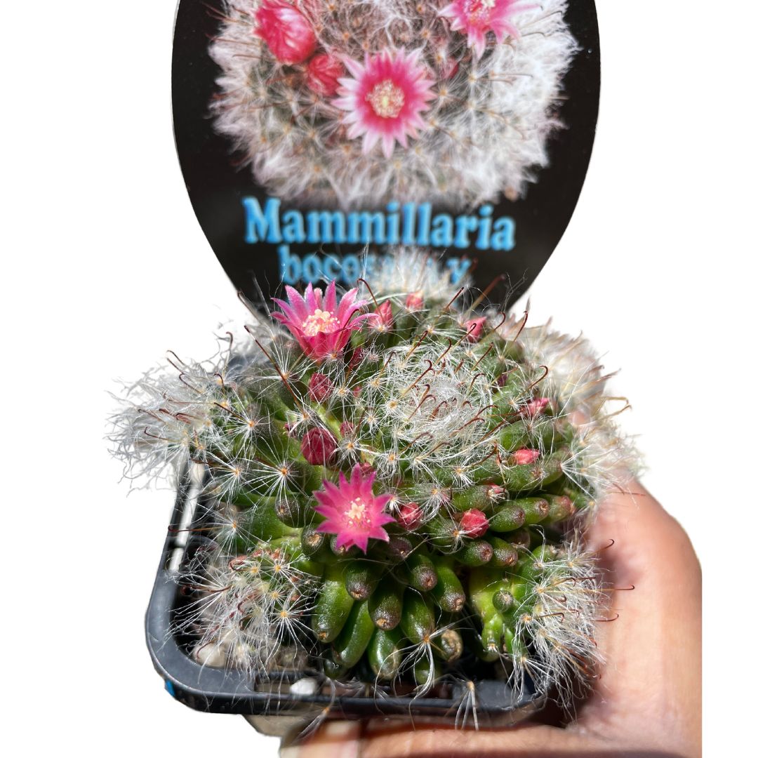 Mammillaria Bocasana V. Roseiflora