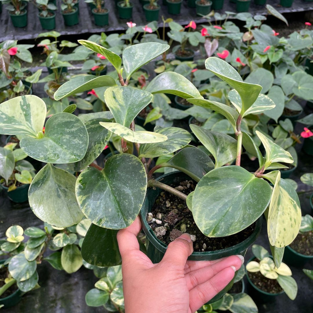 Peperomia Obtusifolia Marble - Wera Plants