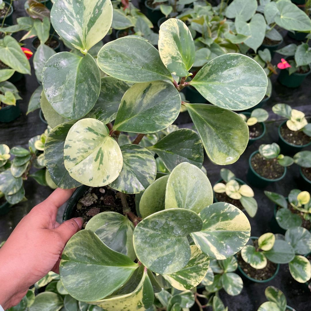Peperomia Obtusifolia Marble - Wera Plants