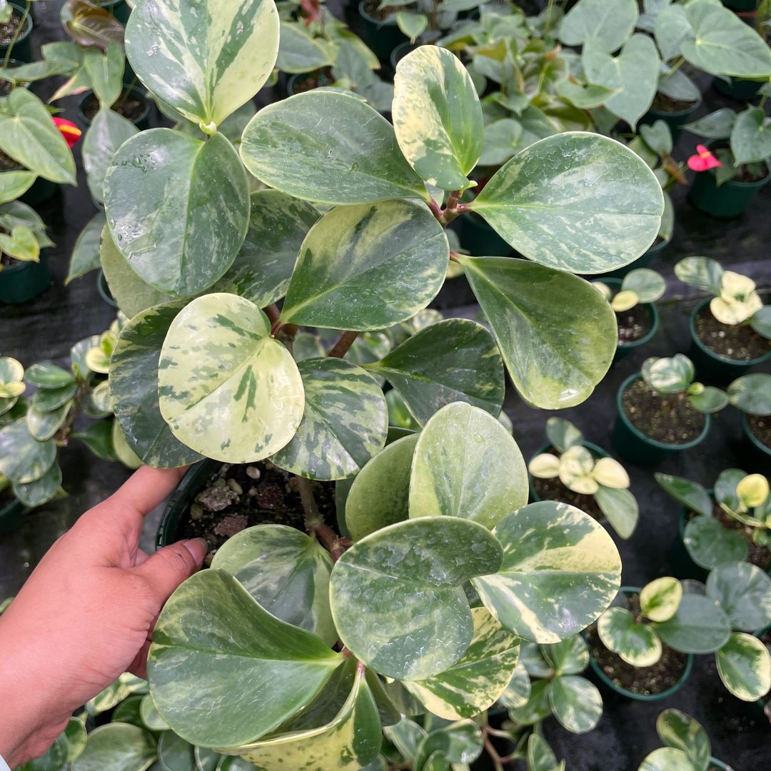 Peperomia Obtusifolia Marble - Wera Plants
