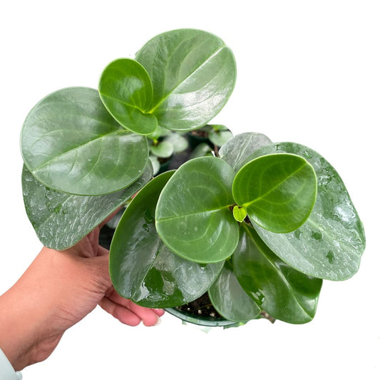 Peperomia Obtusifolia Jade - Wera Plants