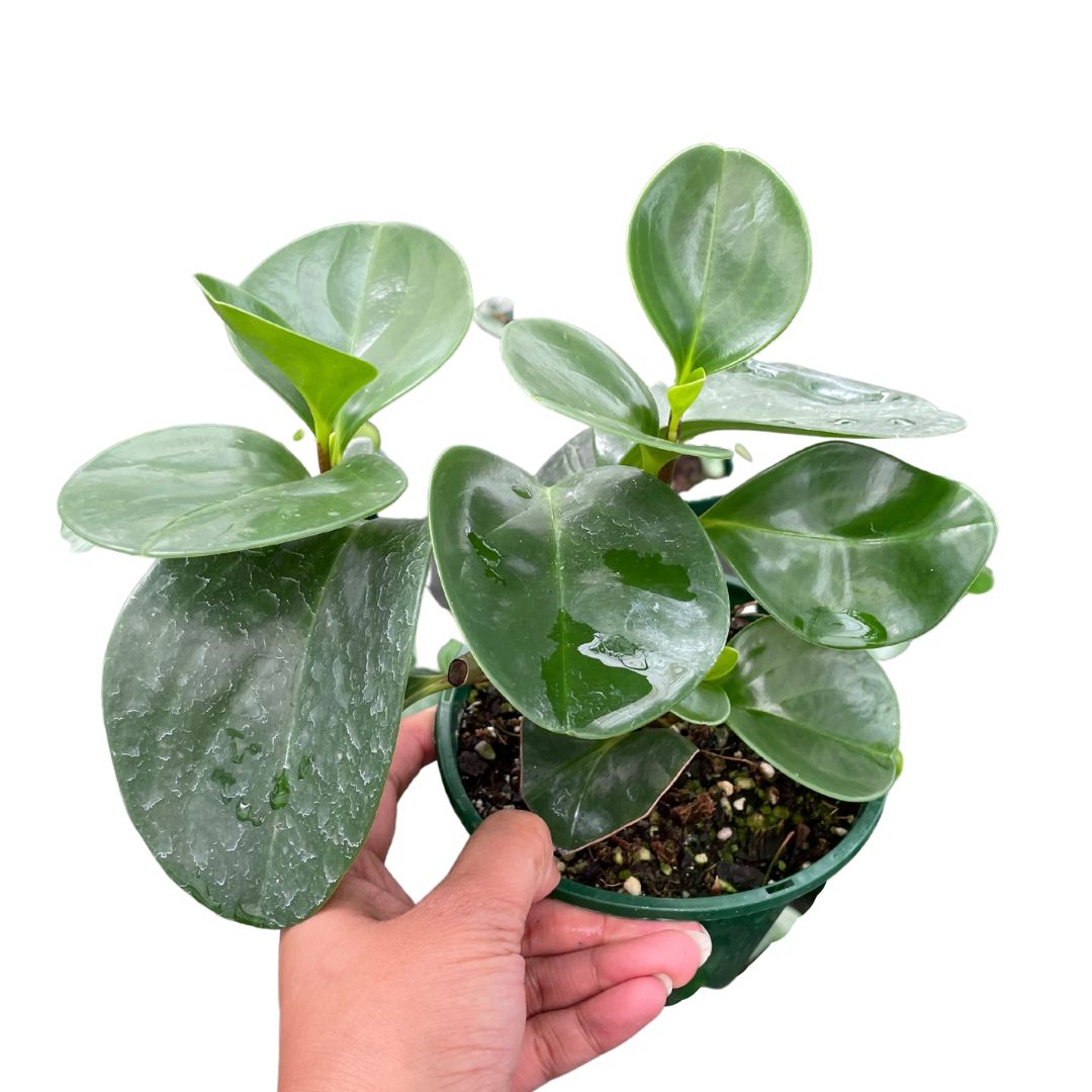 Peperomia Obtusifolia Jade - Wera Plants