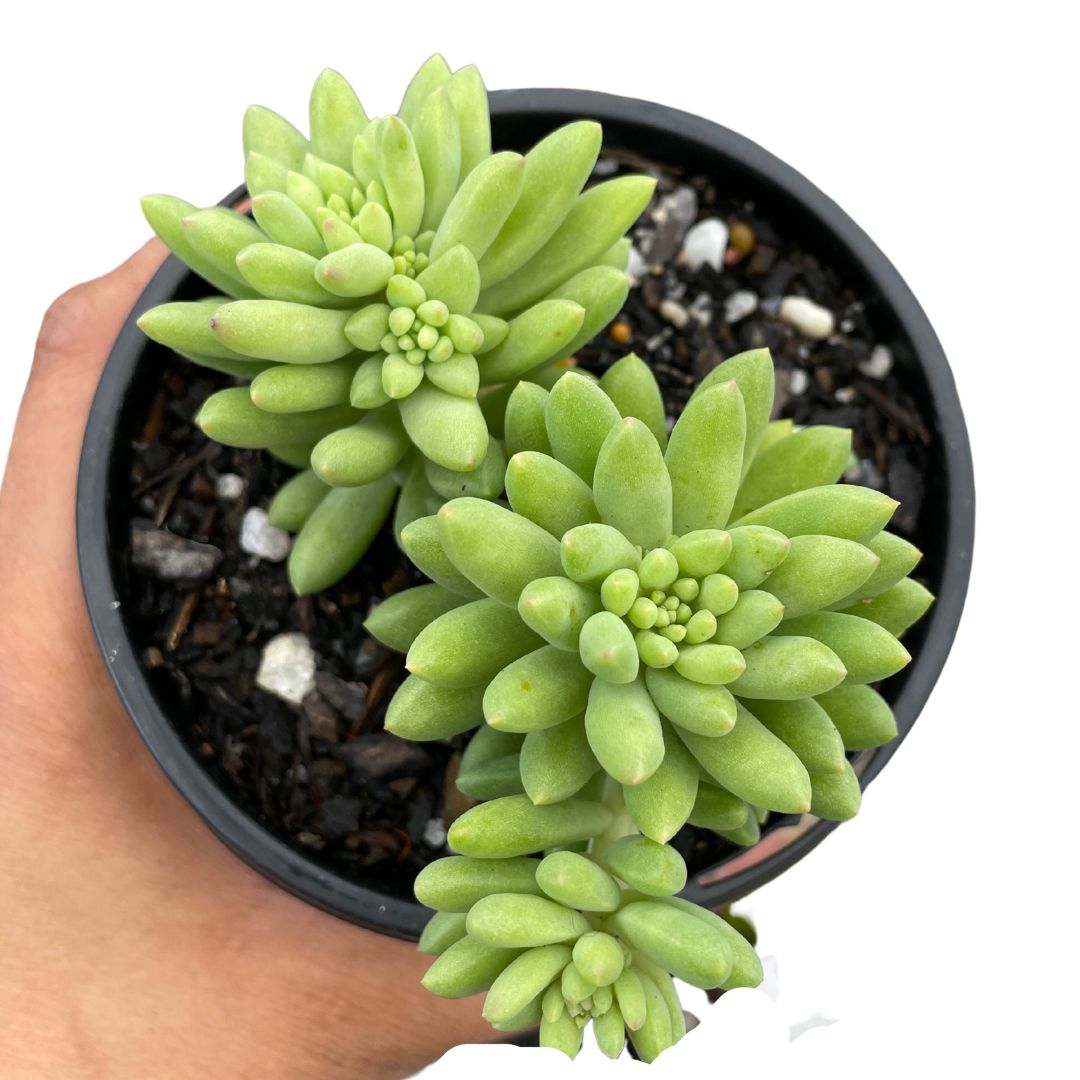 Sedum Pink Berry - Wera Plants