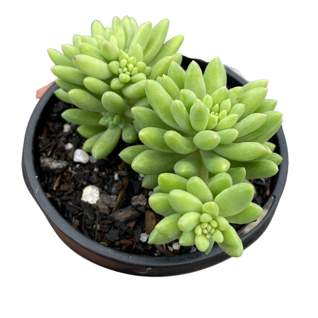 Sedum Pink Berry