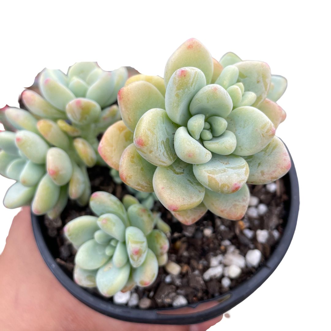 Sedum Clavatum - Wera Plants