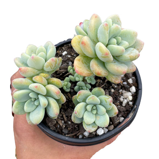 Sedum Clavatum - Wera Plants