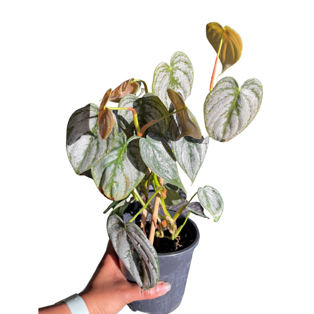 Philodendron Brandtianum - Wera Plants