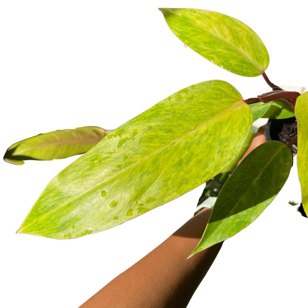 Philodendron ‘Painted Lady’ - Wera Plants