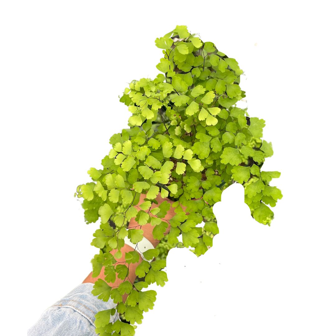 Maiden Hair Fern - Wera Plants