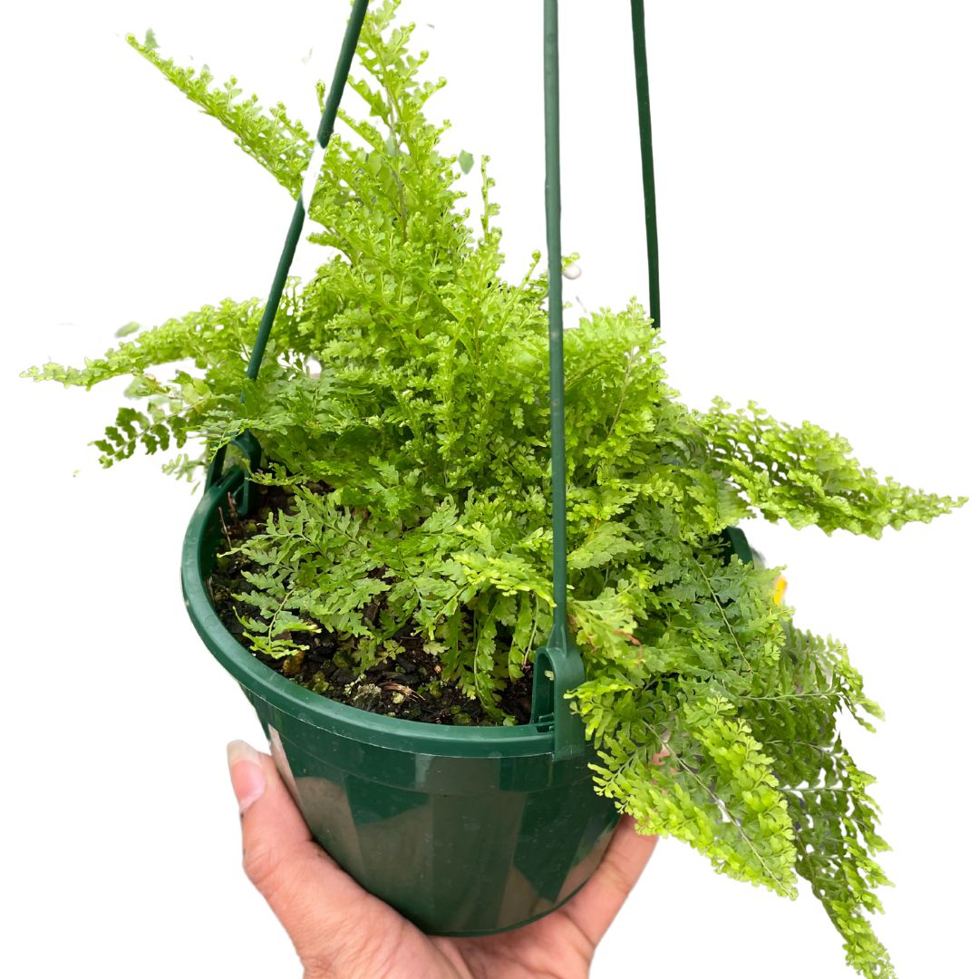 Nephrolepis (Boston Fern) Cotton Candy - Wera Plants