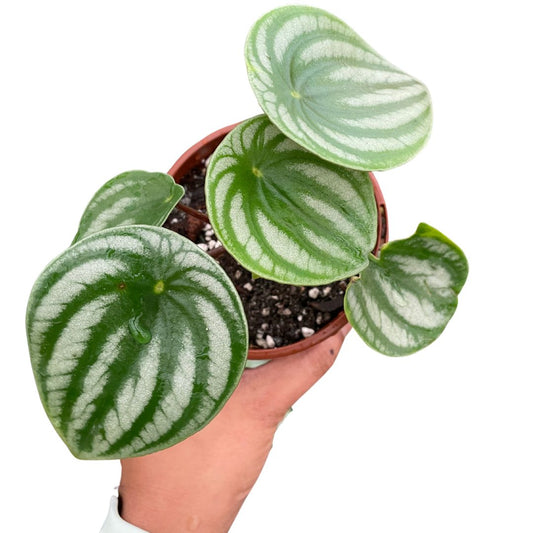 Watermelon Peperomia - Wera Plants