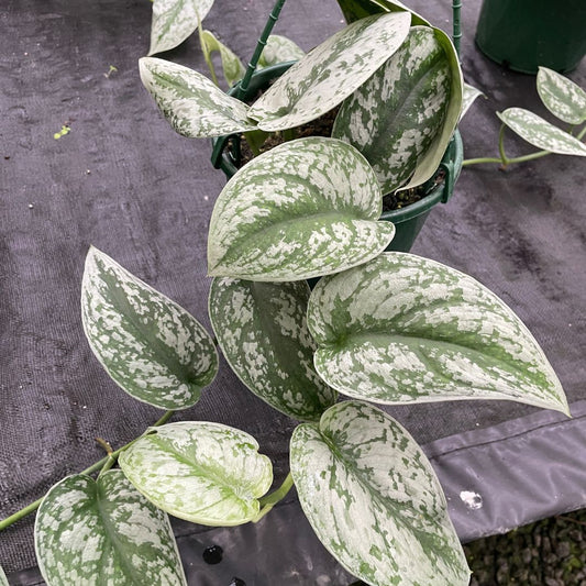 Scindapsus Pictus 'Satin Pothos' - Wera Plants