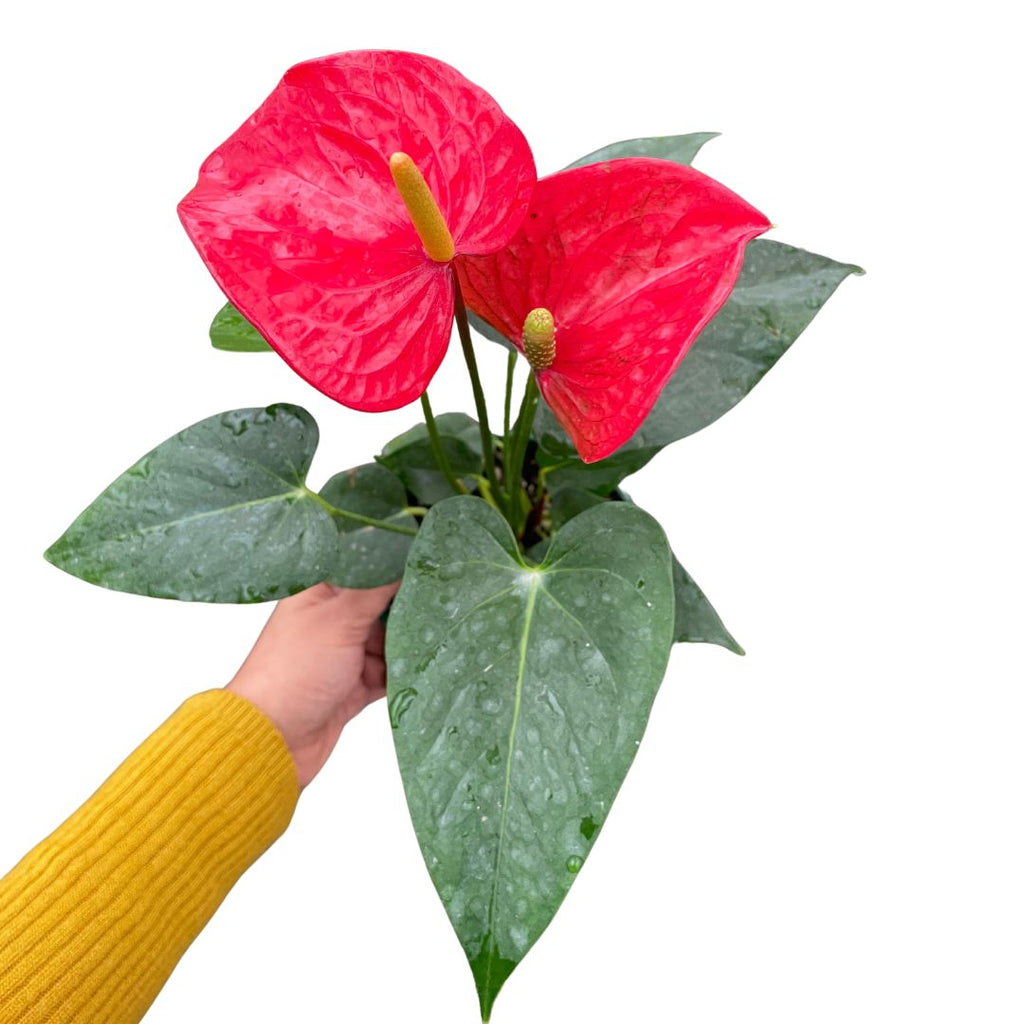 Anthurium Flamingo Red - Wera Plants