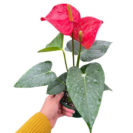 Anthurium Flamingo Red