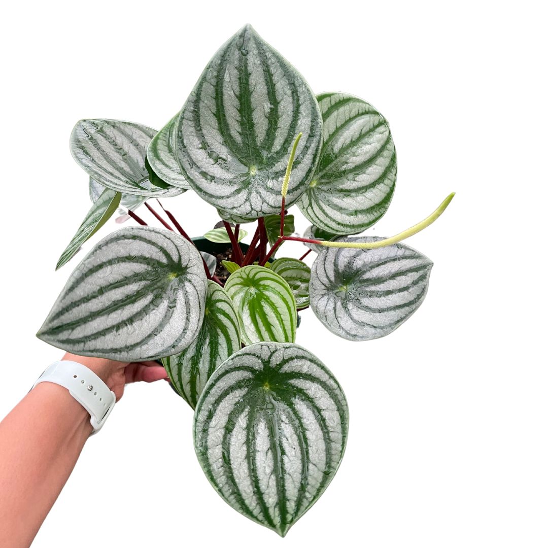 Watermelon Peperomia (Peperomia Argyreia)