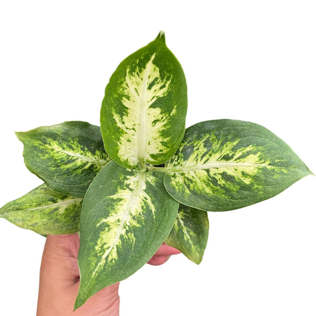 Dieffenbachia - Wera Plants