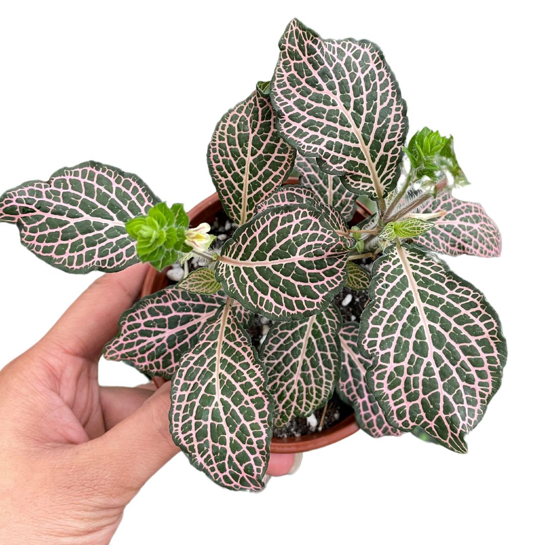 Fittonia Pink