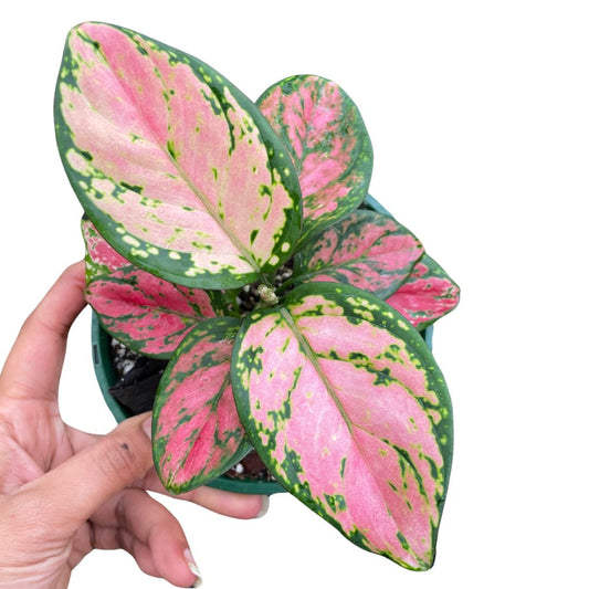 Aglaonema Pink - Wera Plants