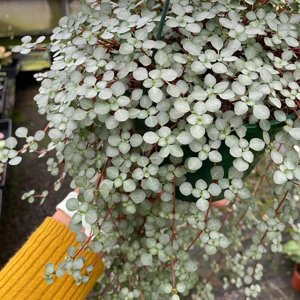 Pilea Silver Sprinkles - Wera Plants