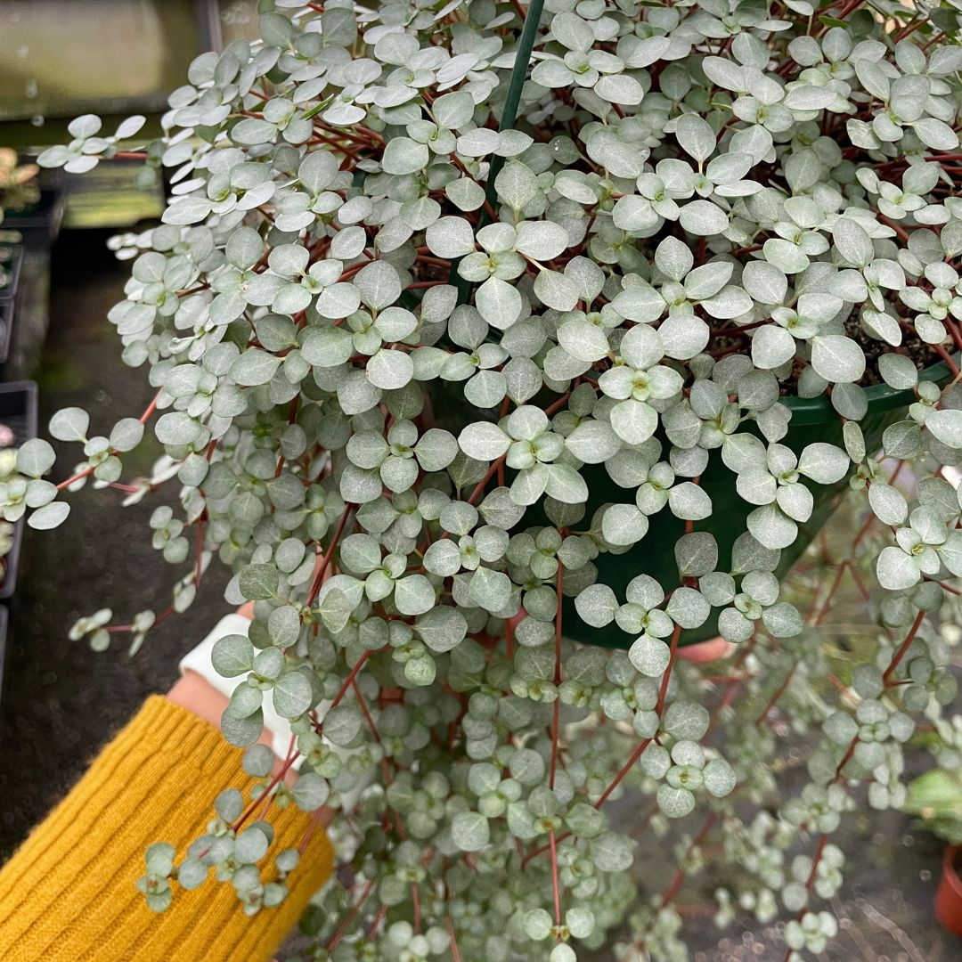 Pilea Silver Sprinkles - Wera Plants