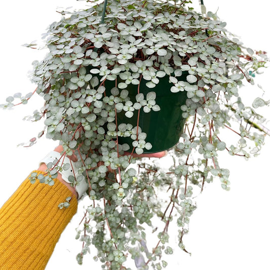 Pilea Silver Sprinkles - Wera Plants