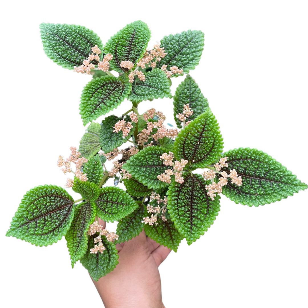 Pilea Moonvalley - Wera Plants