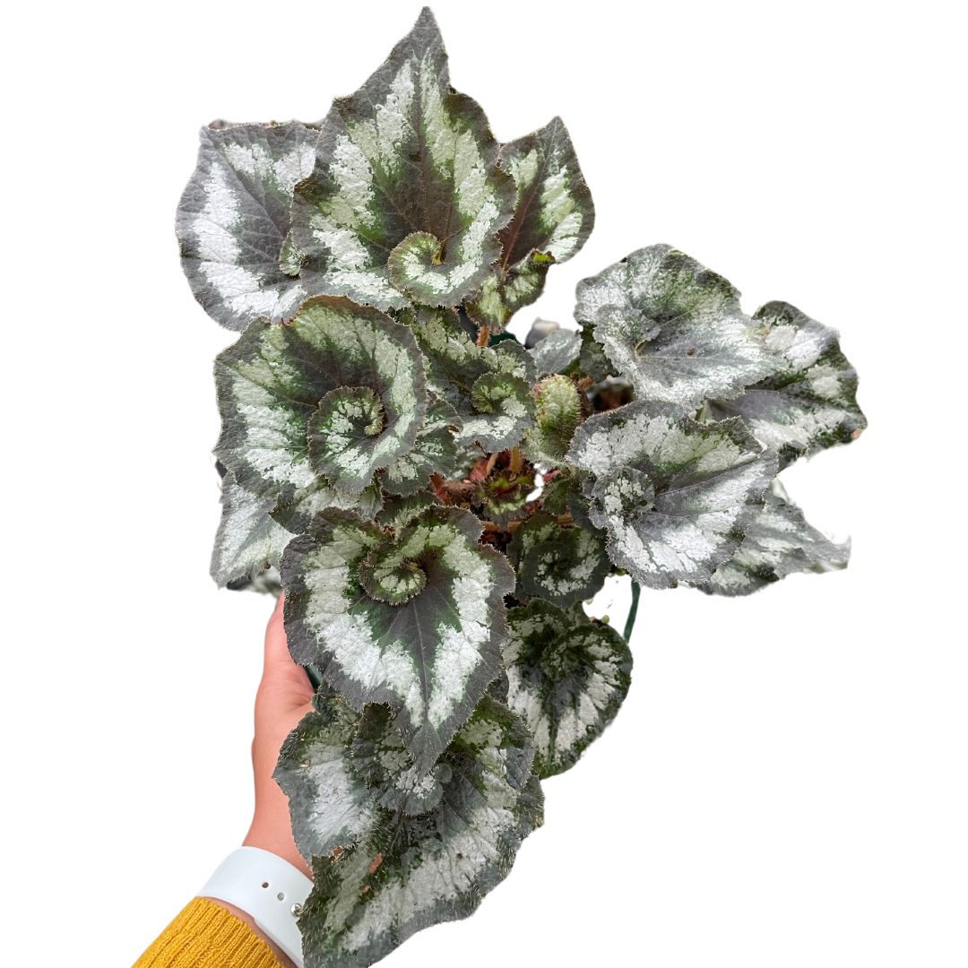 Begonia Escargot