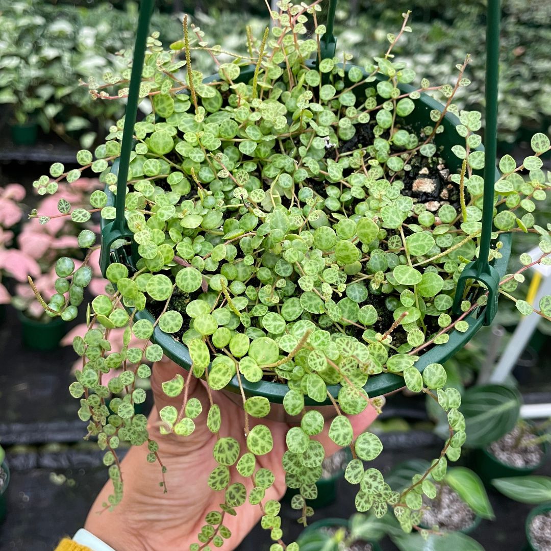 Peperomia Prostrata String of Turtles (Large 175mm pot) - Wera Plants