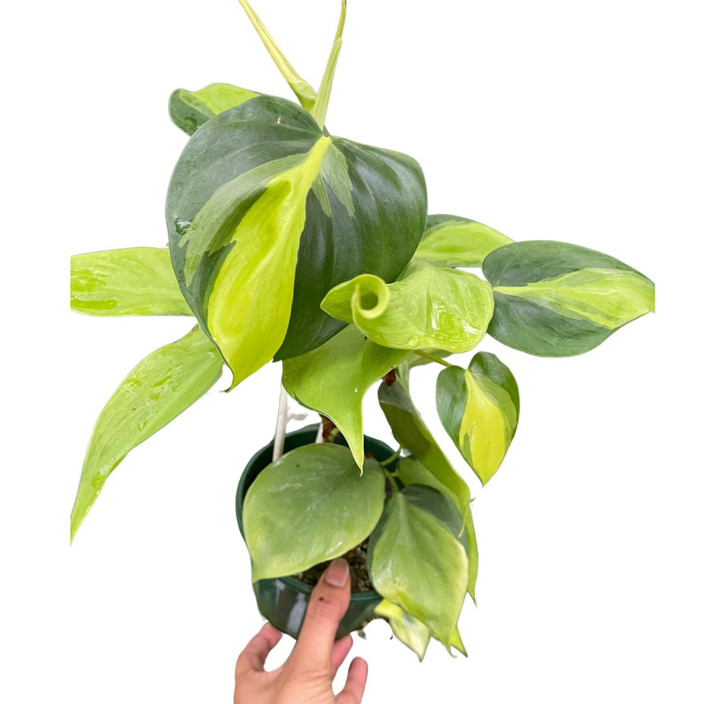 Brasil Philodendron - Wera Plants