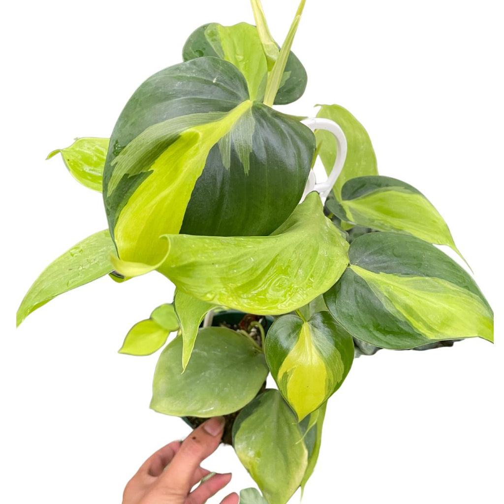 Brasil Philodendron - Wera Plants
