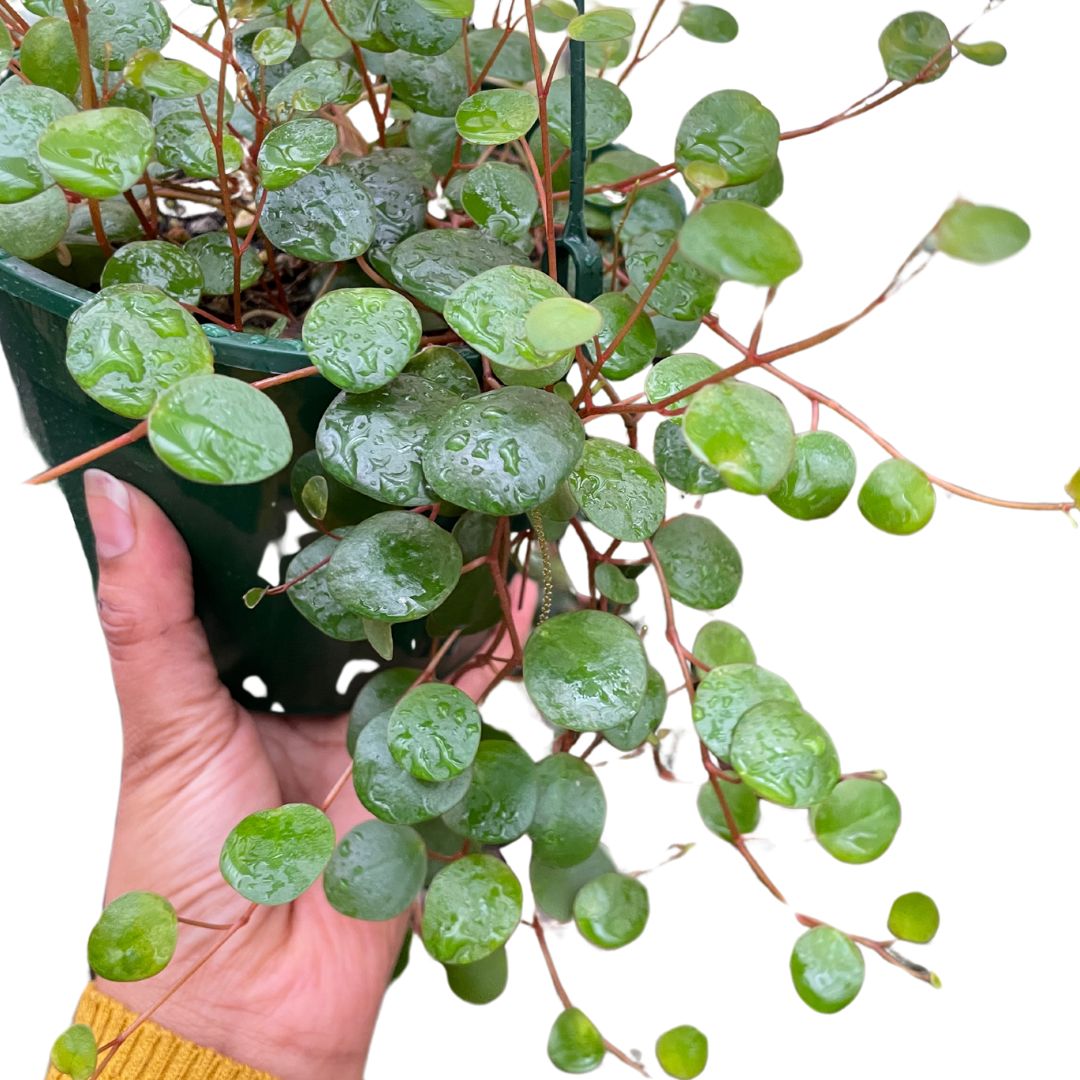 Peperomia Pepperspot - Wera Plants