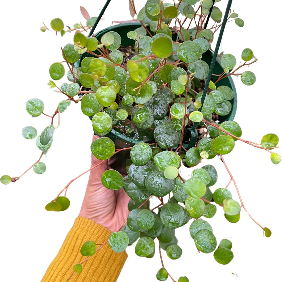 Peperomia Pepperspot - Wera Plants