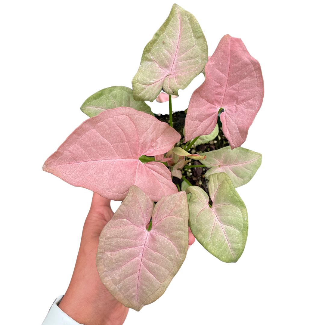 Syngonium Neon Pink - Wera Plants