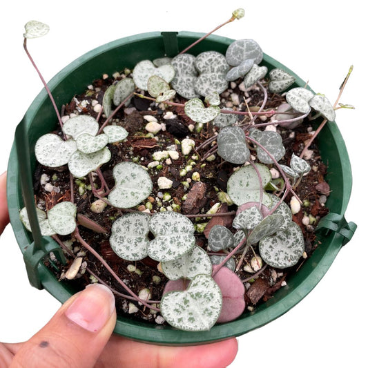 Ceropegia Chain of Hearts - Wera Plants