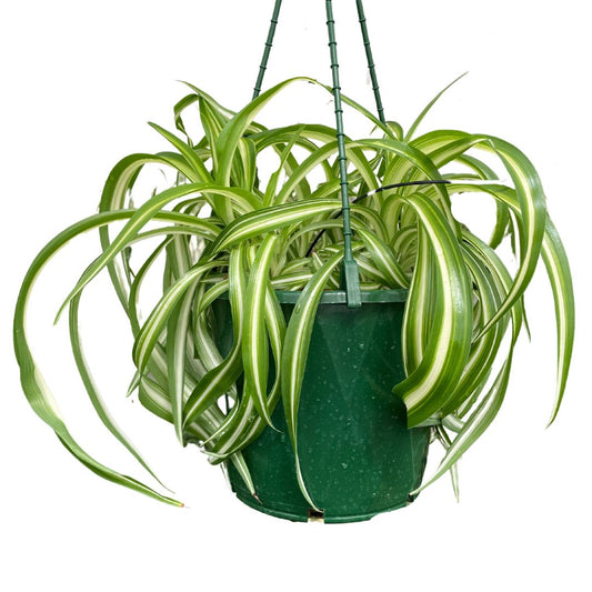 Chlorophytum Cosmosum Curly Spider Plant
