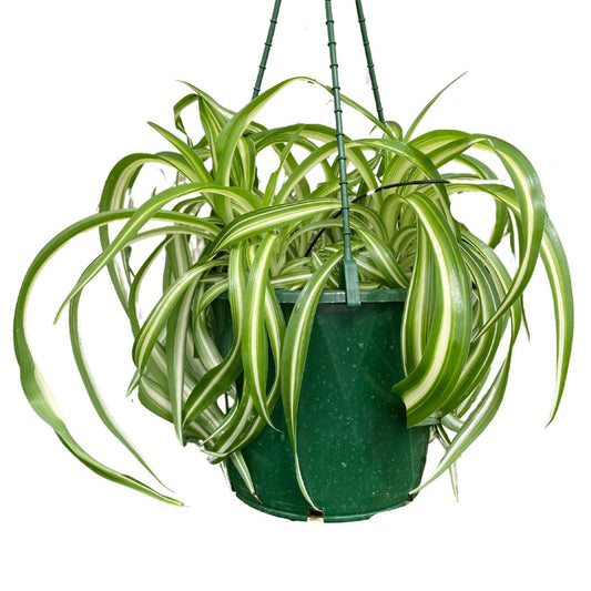 Chlorophytum Cosmosum Curly Spider Plant - Wera Plants