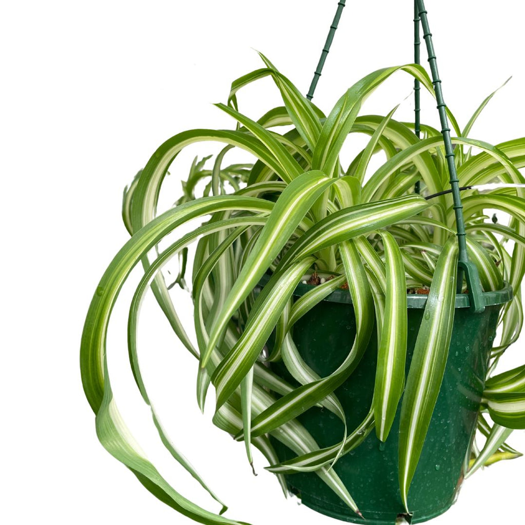 Chlorophytum Cosmosum Curly Spider Plant - Wera Plants