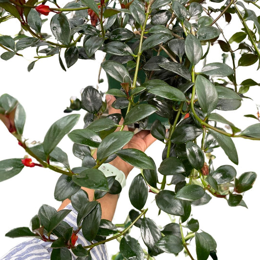 Nematanthus Goldfish - Wera Plants