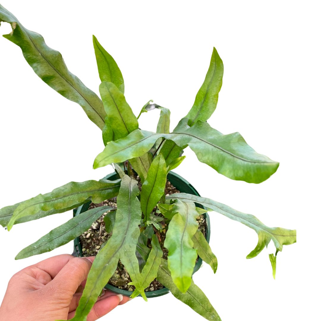 Microsorum Pustulatum 'Kangaroo Fern' - Wera Plants
