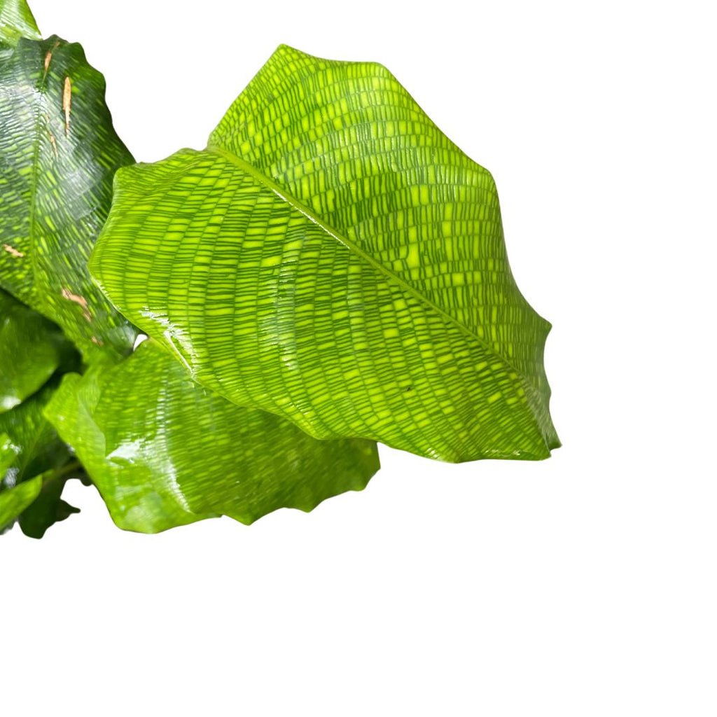 Calathea Musaica Network - Wera Plants