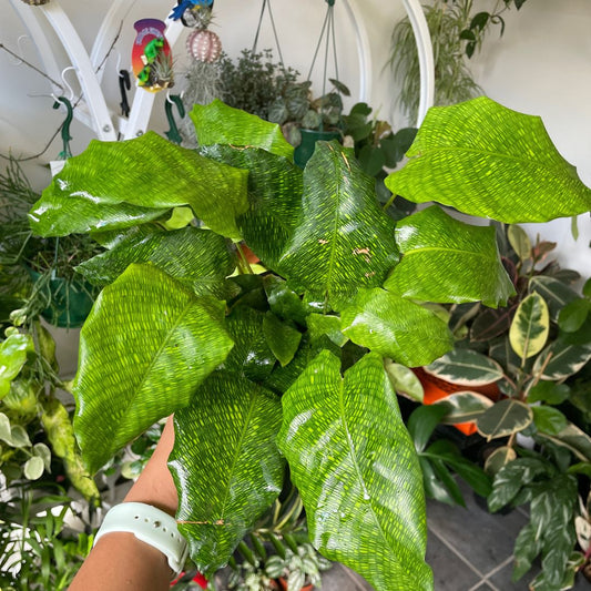 Calathea Musaica Network - Wera Plants