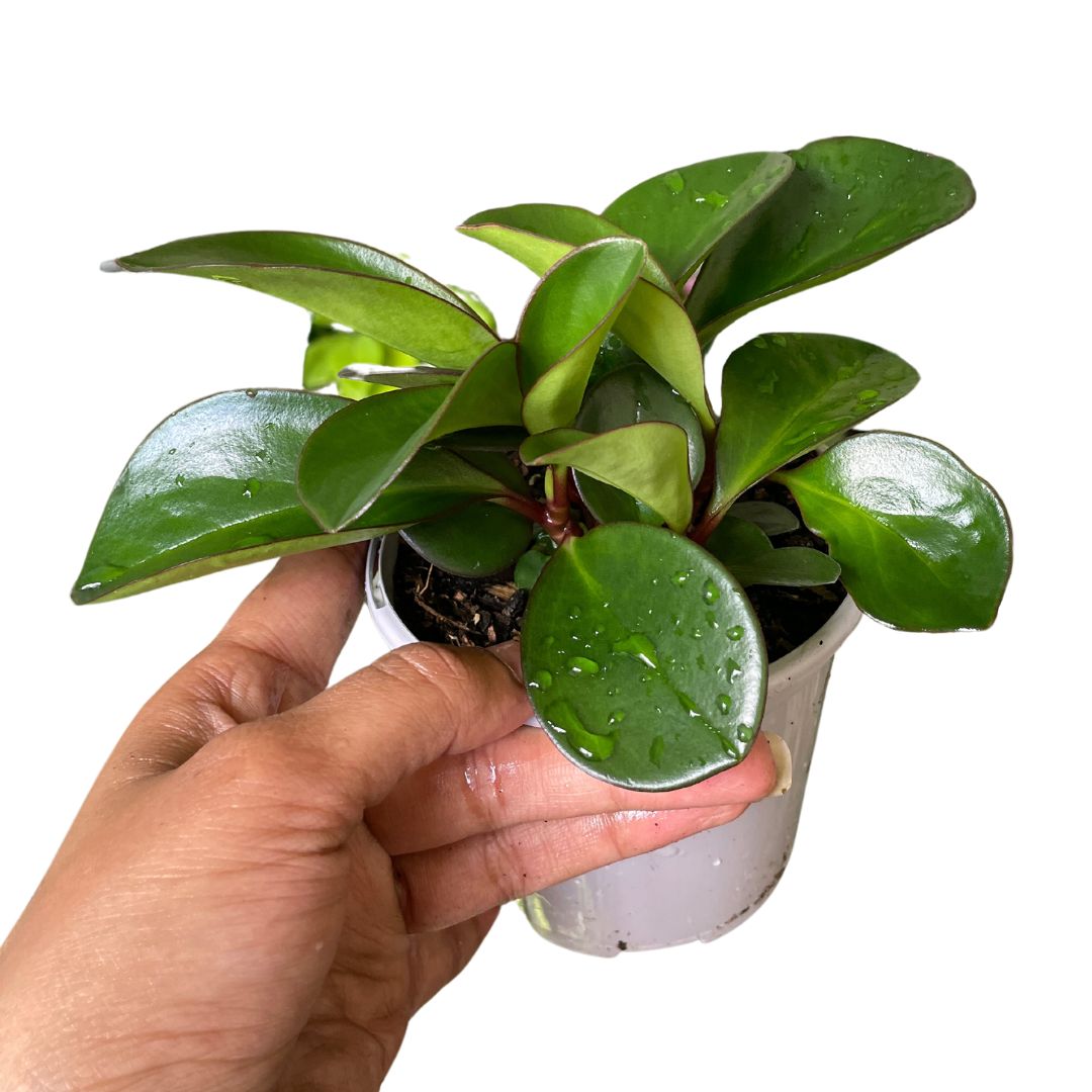 Peperomia Obtusifolia Red Edge - Wera Plants