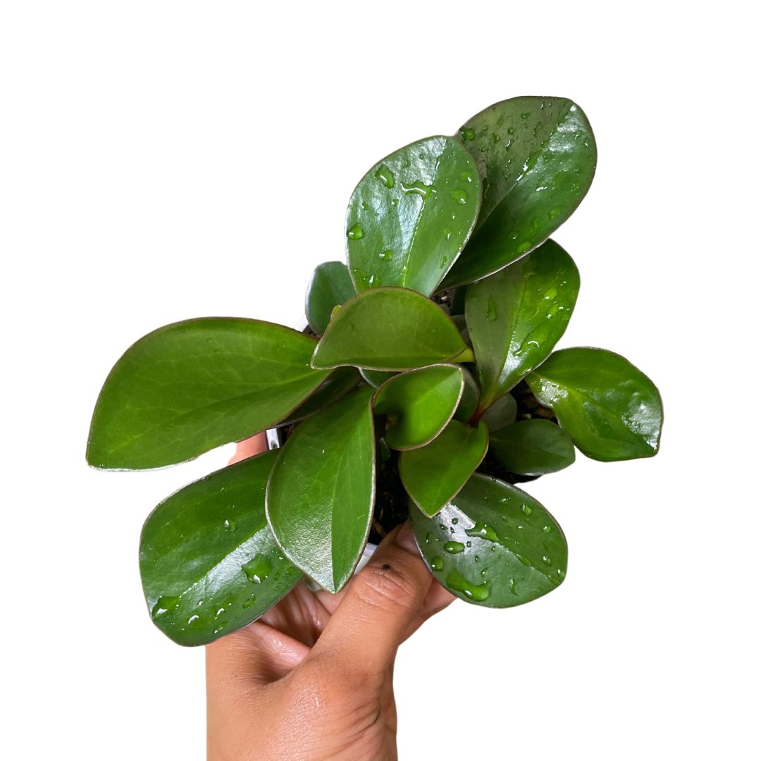 Peperomia Obtusifolia Red Edge - Wera Plants