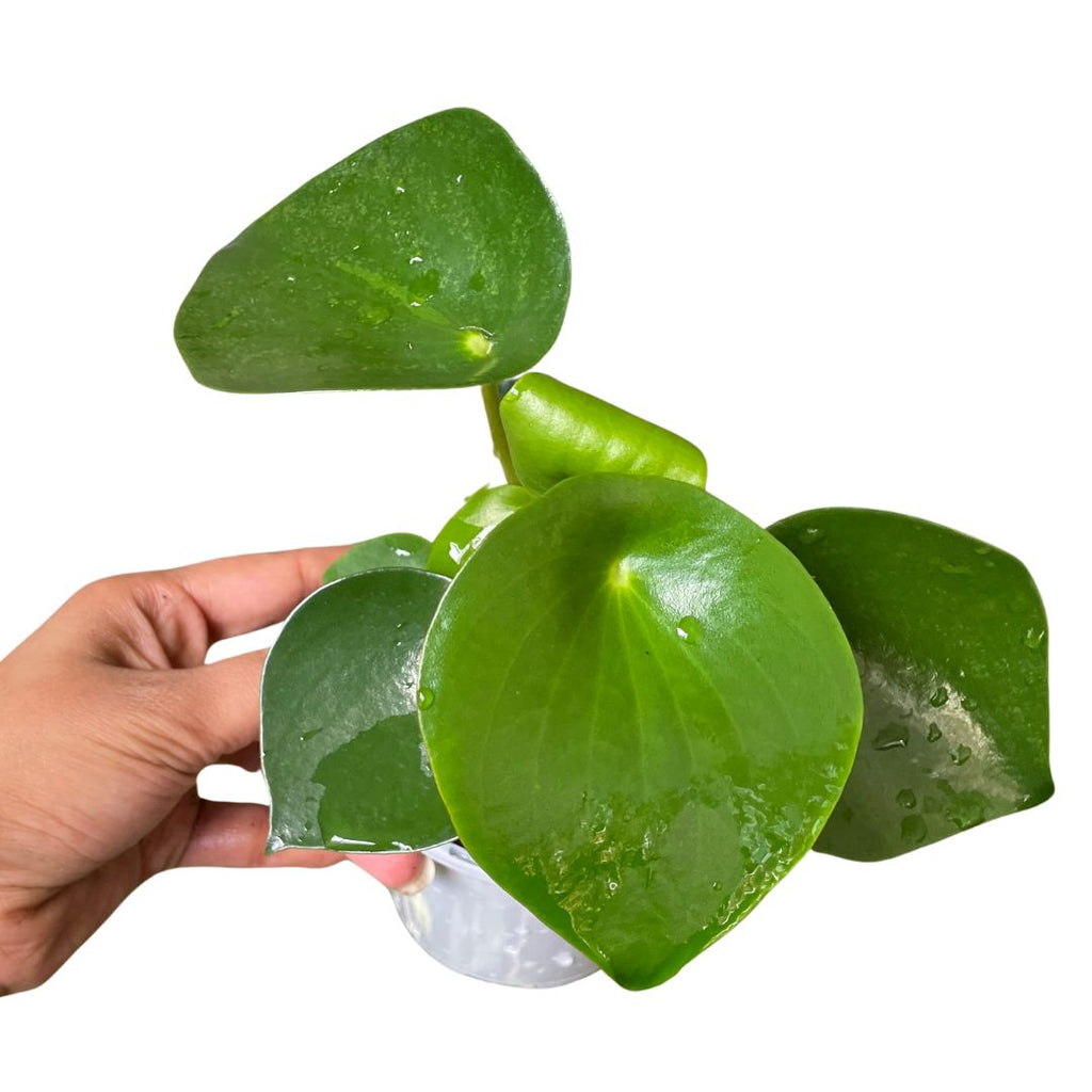 Peperomia Raindrop - Wera Plants