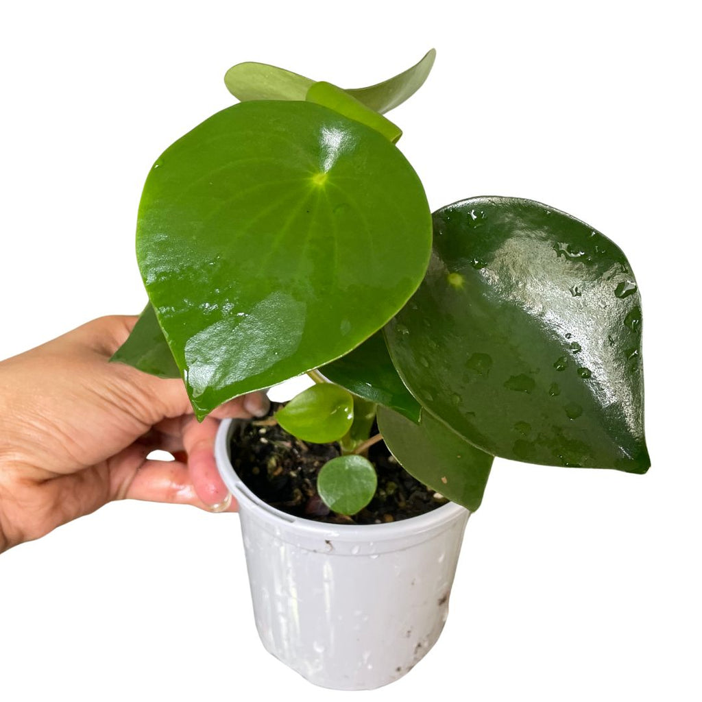 Peperomia Raindrop - Wera Plants