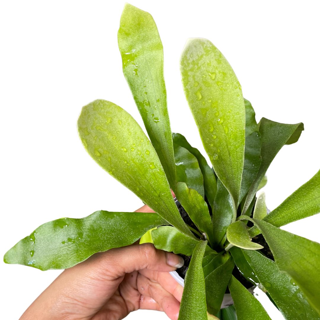 Platycerium 'Elkhorn Fern' - Wera Plants