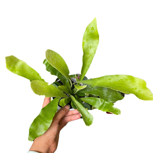 Elkhorn Fern