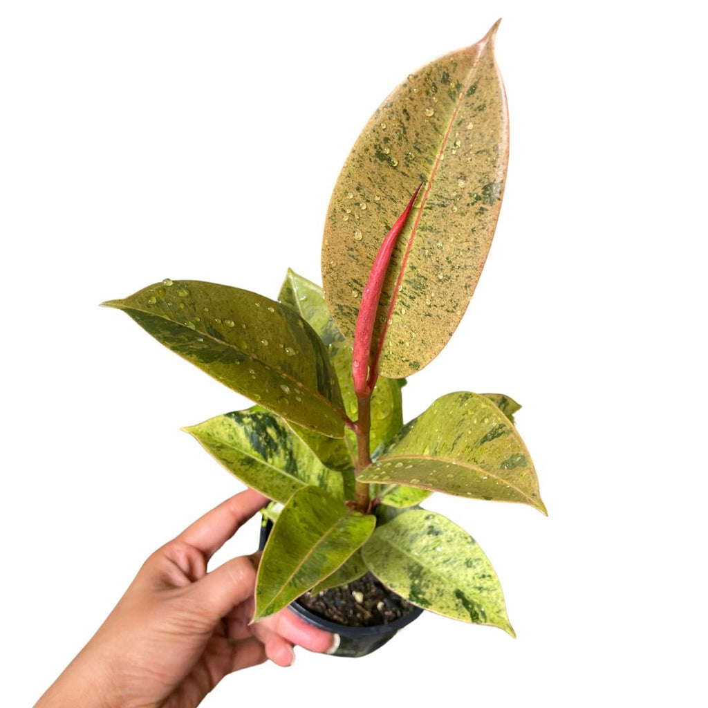 Ficus Elastica Shivereana - Wera Plants